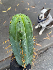 💎🌶️ SS02 x Yowie  — Massive 11” Tip