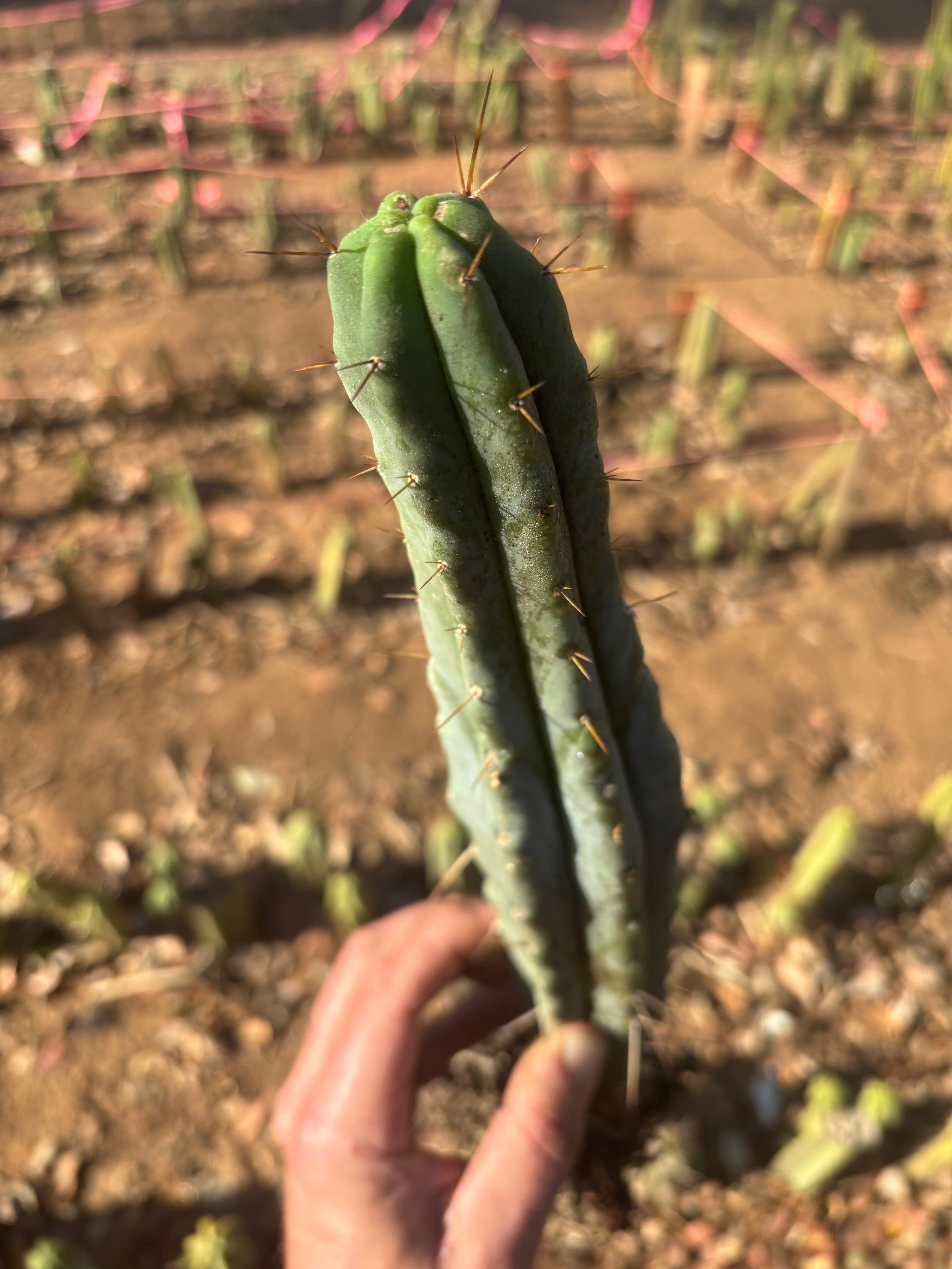 👑🌶️🌶️ Kate’s Bridge — 12-14” *Rooted* Tips