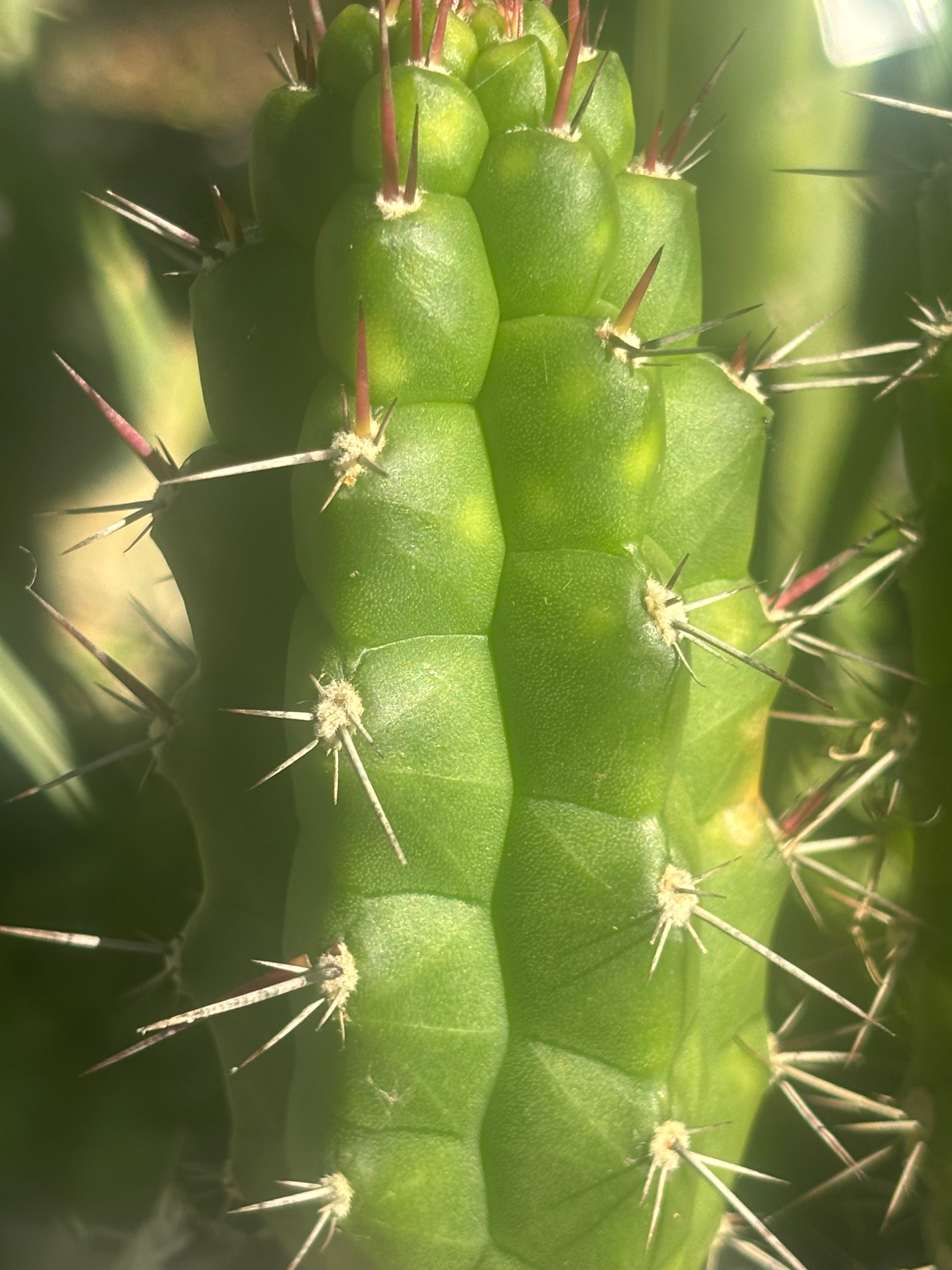 💎👑 Rauhocereus Riosaniensis — 9” Tip