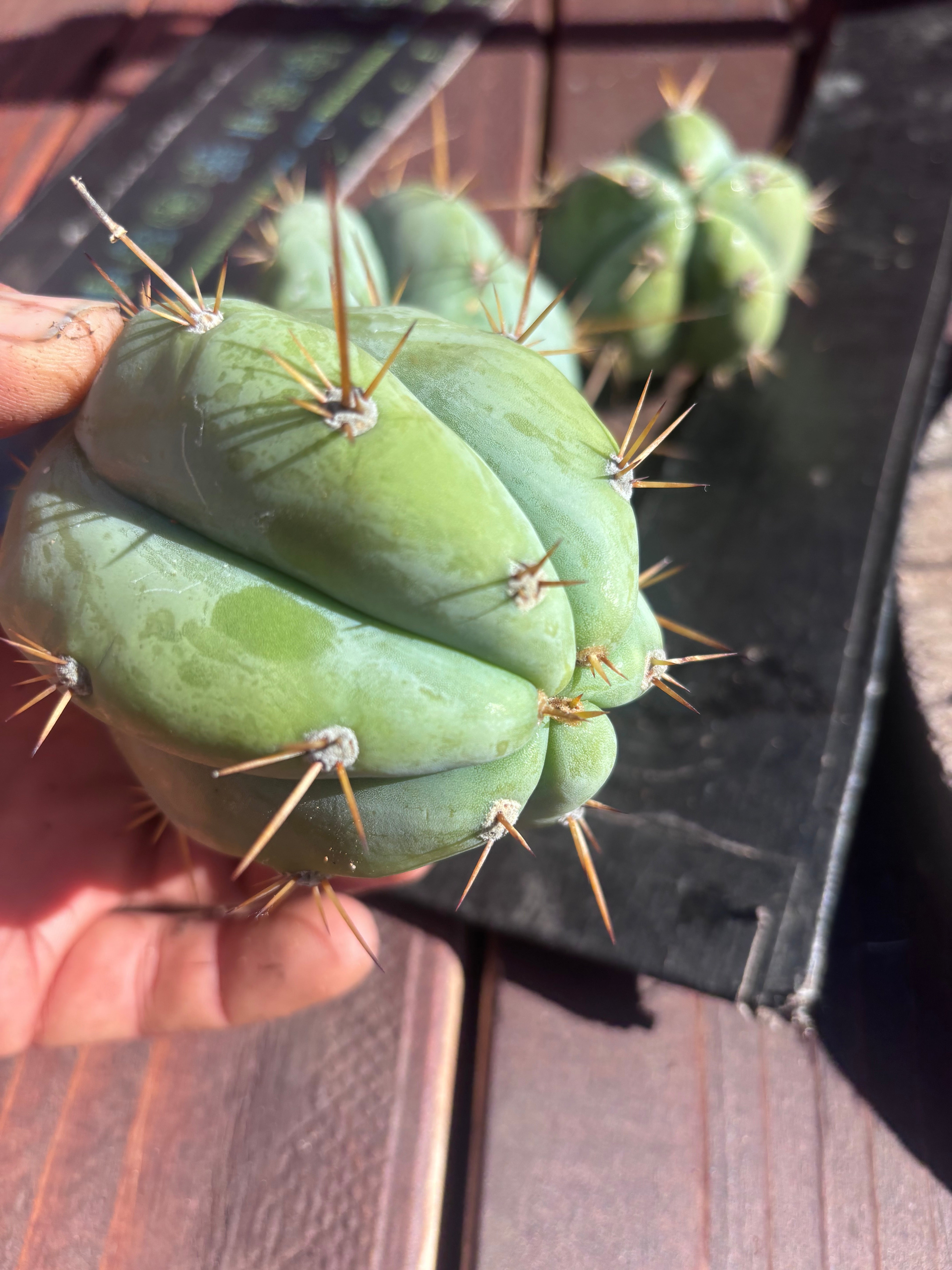 👑 Lotusland Huanu —  Pup Trio