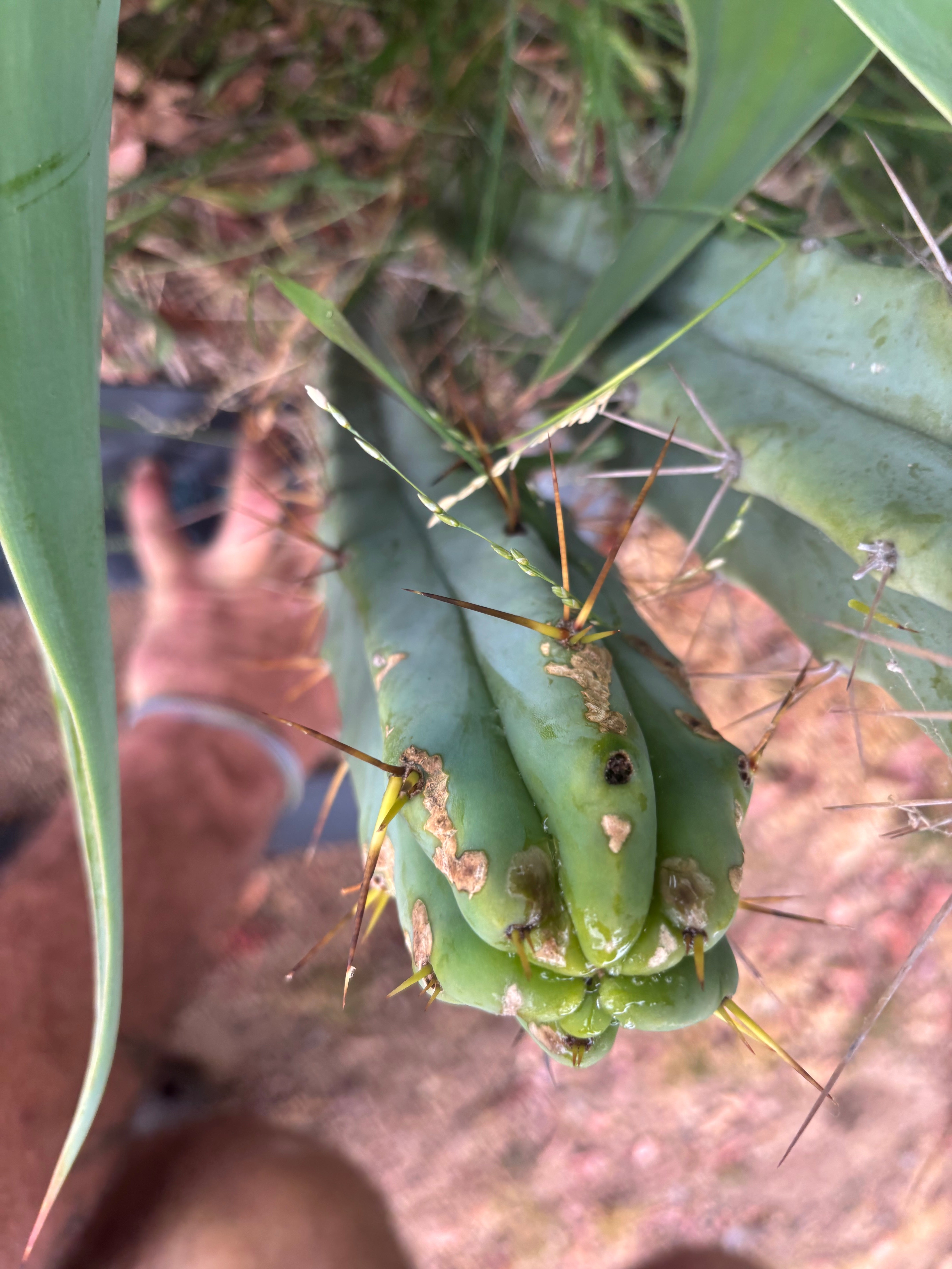 👑🌶️ Medicine Man — XL 15” Pup