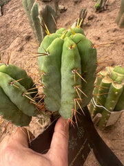👑💎🌶️ CSD — 5” Grenade