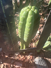 👑🌶️ Lima — 12” Tip