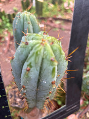 🌶️ Lumberjuuls — Fat 8” Pups