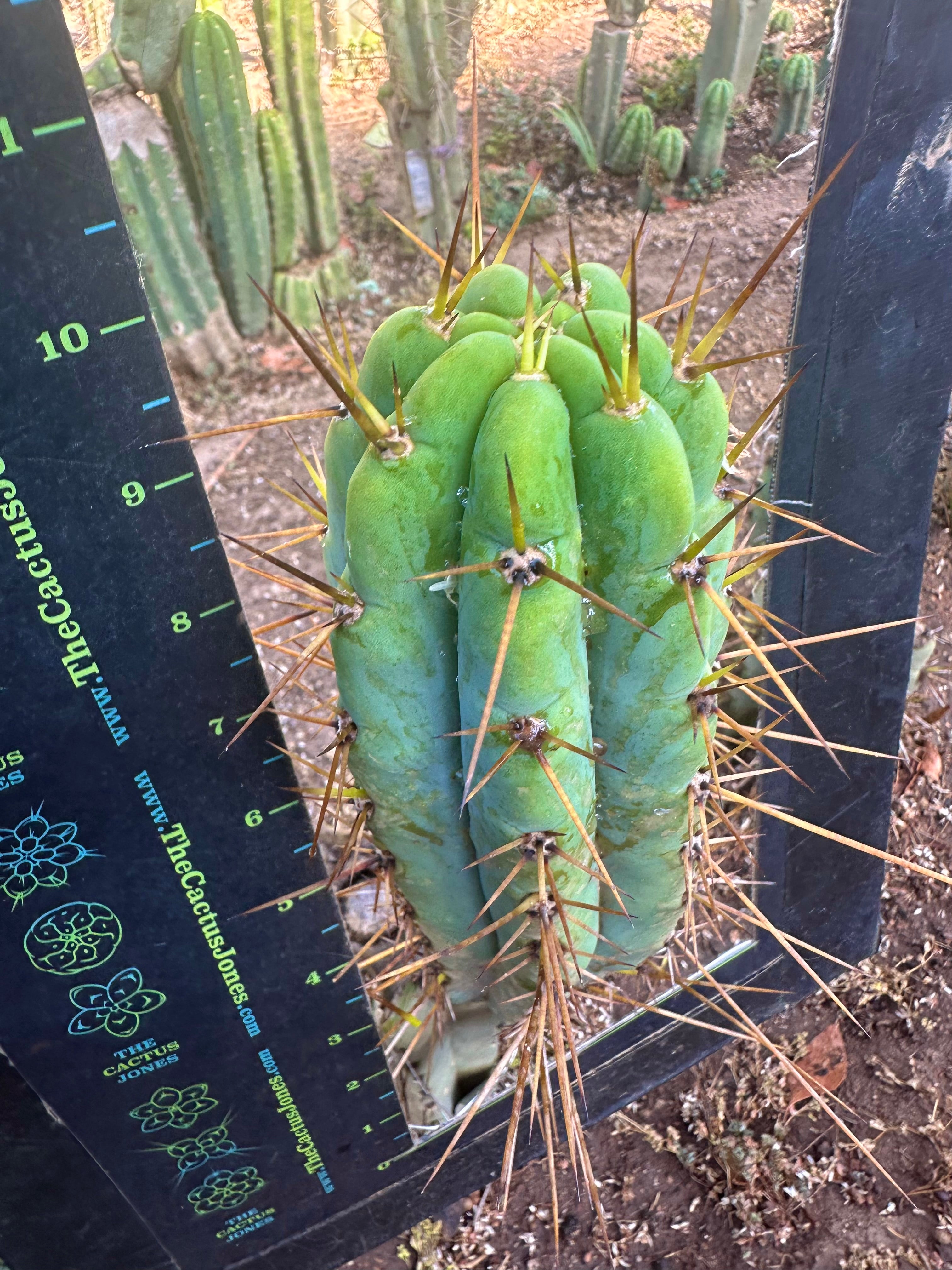 👑🌶️ Nash — 10” Pups