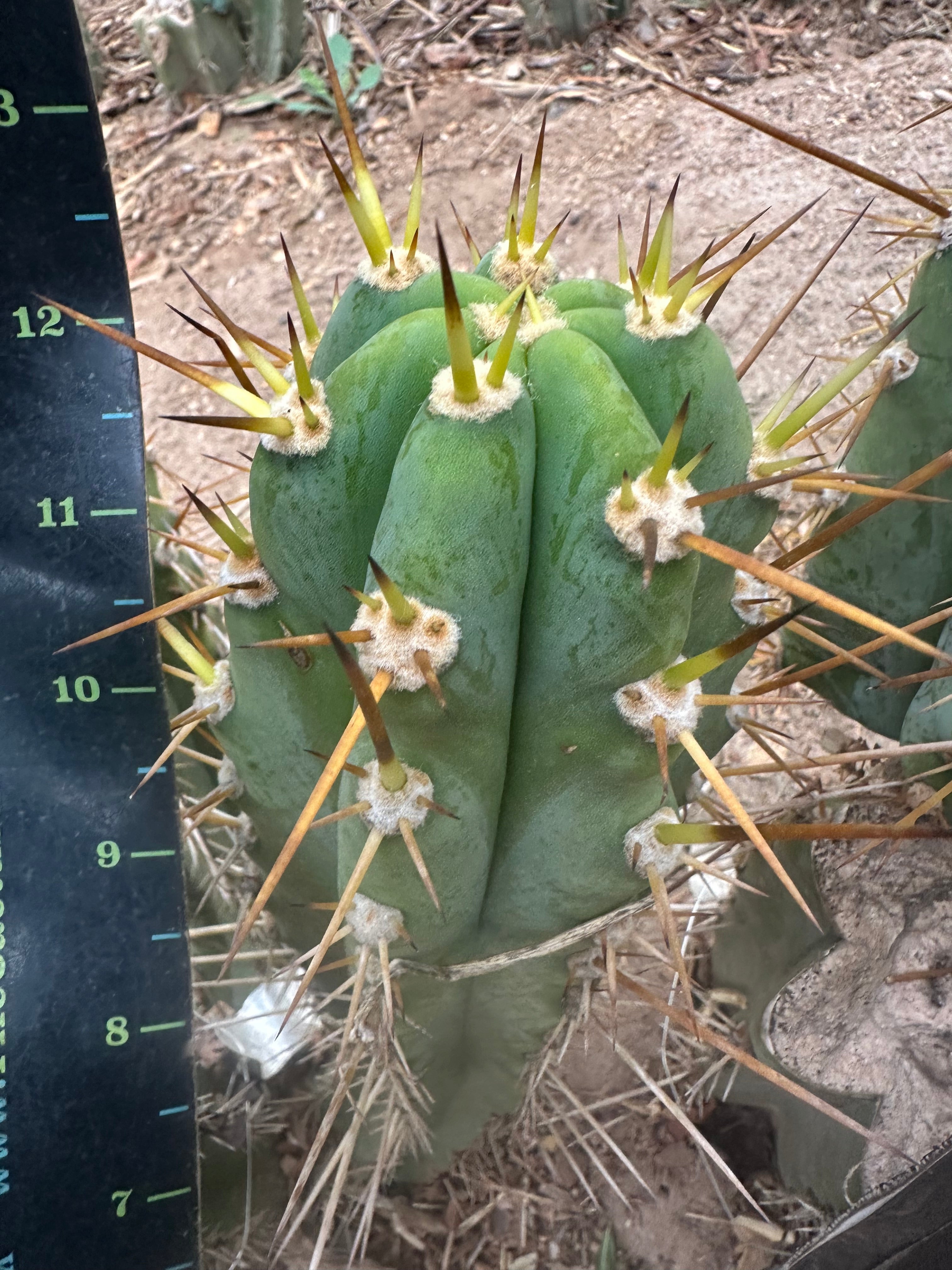 👑 KK242  — 12” Pup