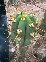 👑 KK242  — 12” Pup