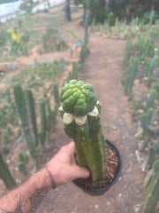 💎👑💎 Havran — XL Established Graft on Rooted 15” PC