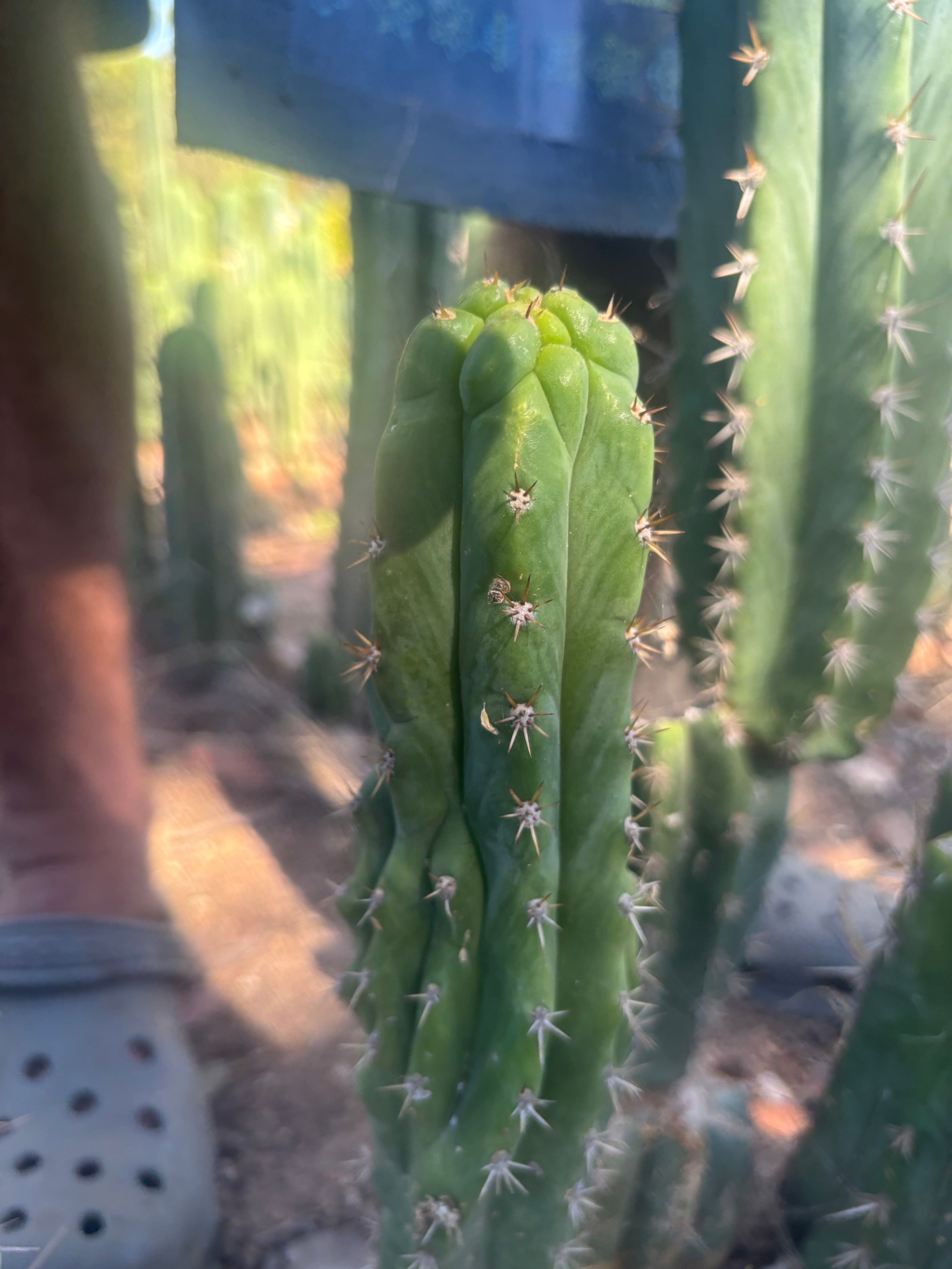 👑🐦‍⬛ RJ’s Clone — 8” Tip