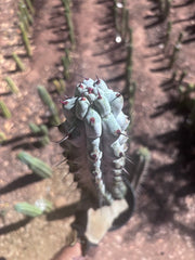 💎 Stenocereus Beneckei — XL 21” Fully Rooted