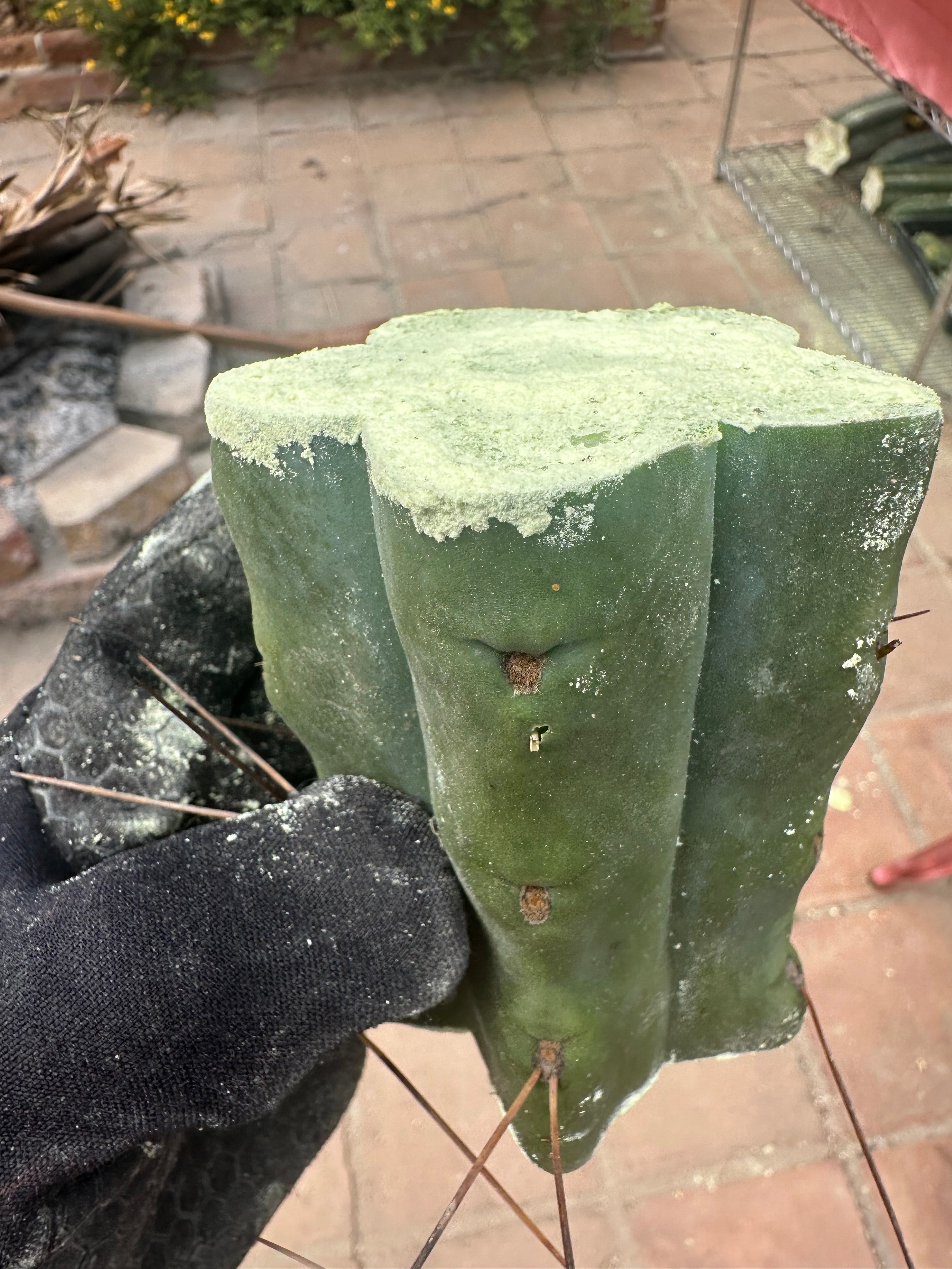 New FREE ADD-ON  — 🌶️ Chuck’s Bridge — 3-4” Roota-Chonk.