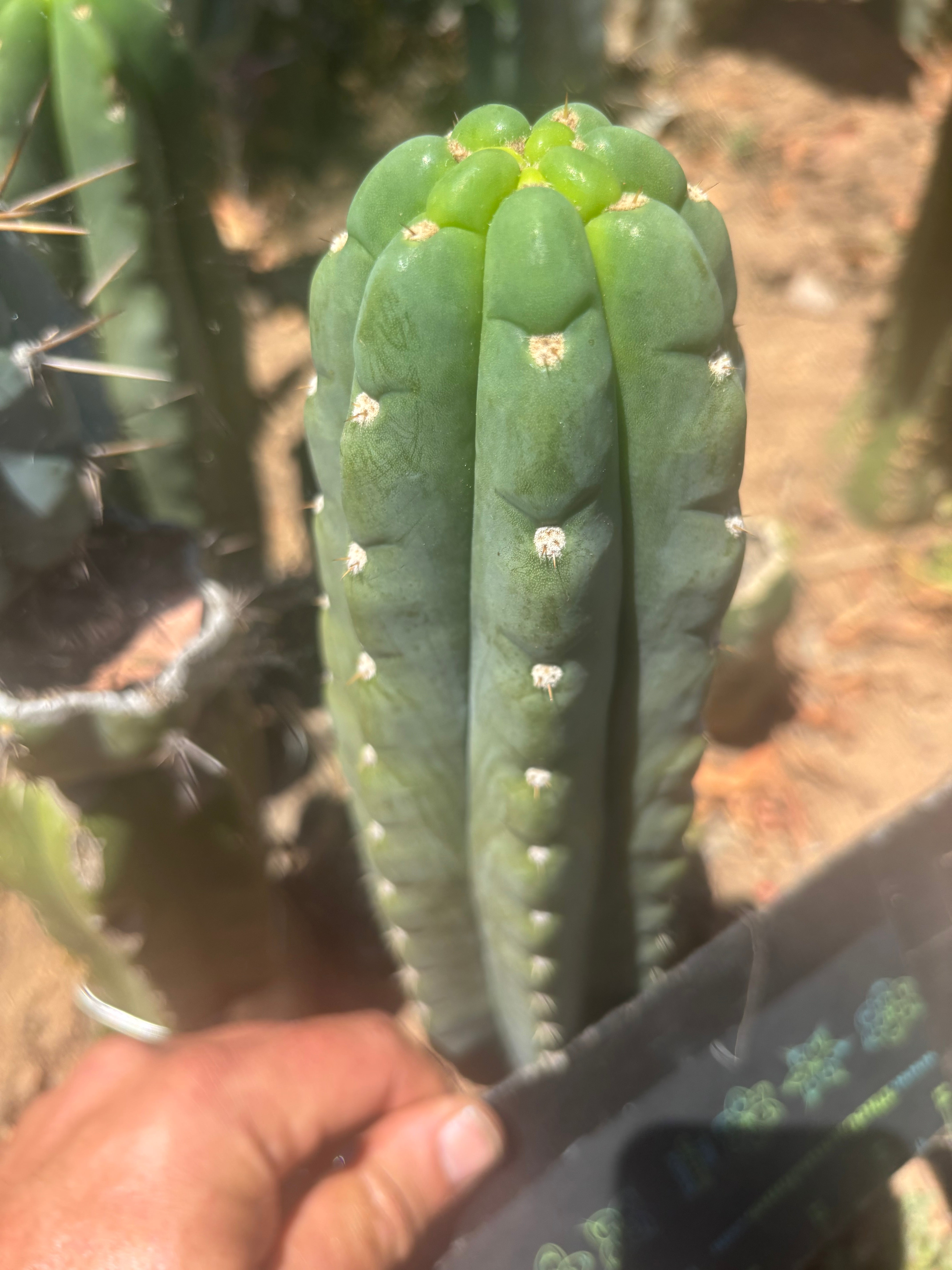 👑🌶️  Ichoca — 8” Tip