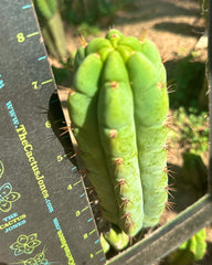 💎👑🌶️🌶️ Austy’s Bomb (Again!) — 8” Pup