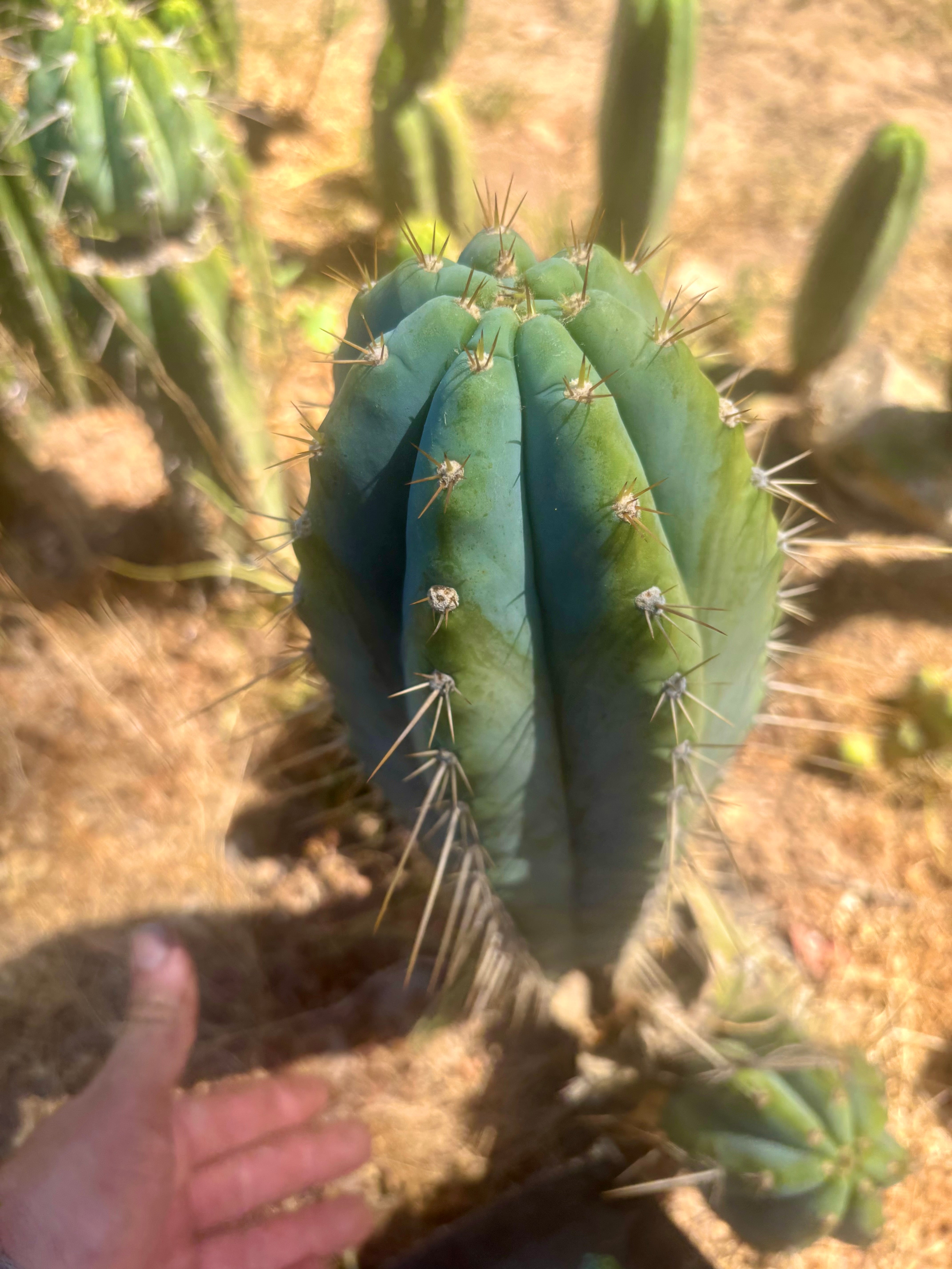👑💎 Rimac — XXL 17” Melon Pup