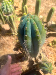 👑💎 Rimac — XXL 17” Melon Pup
