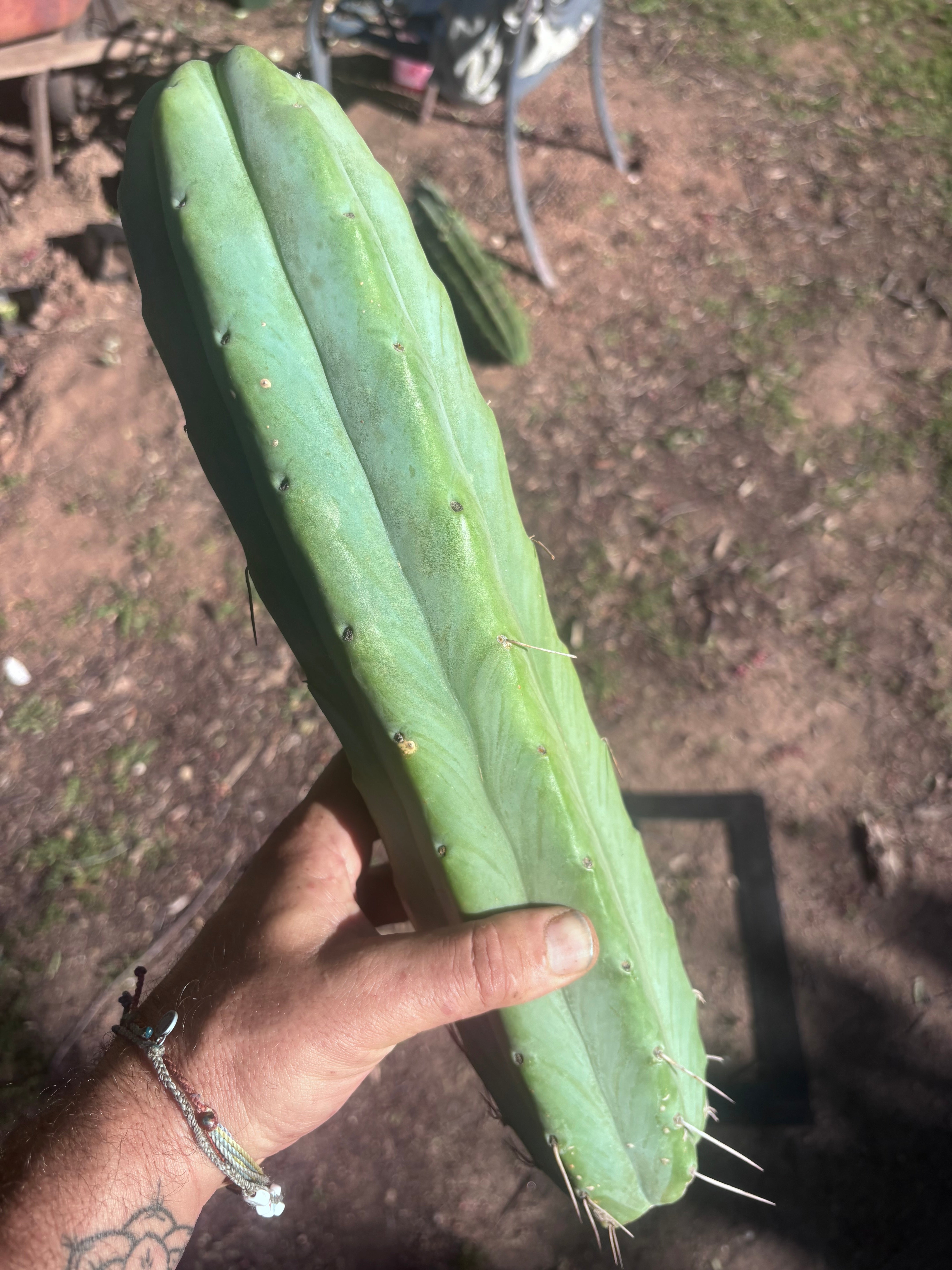 👑🌶️🌶️  Jiimz Twin Spine — XL 14” Tips