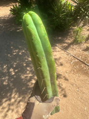 👑🌶️🌶️ Jiimz Twin  — XL 13” Tips (5)