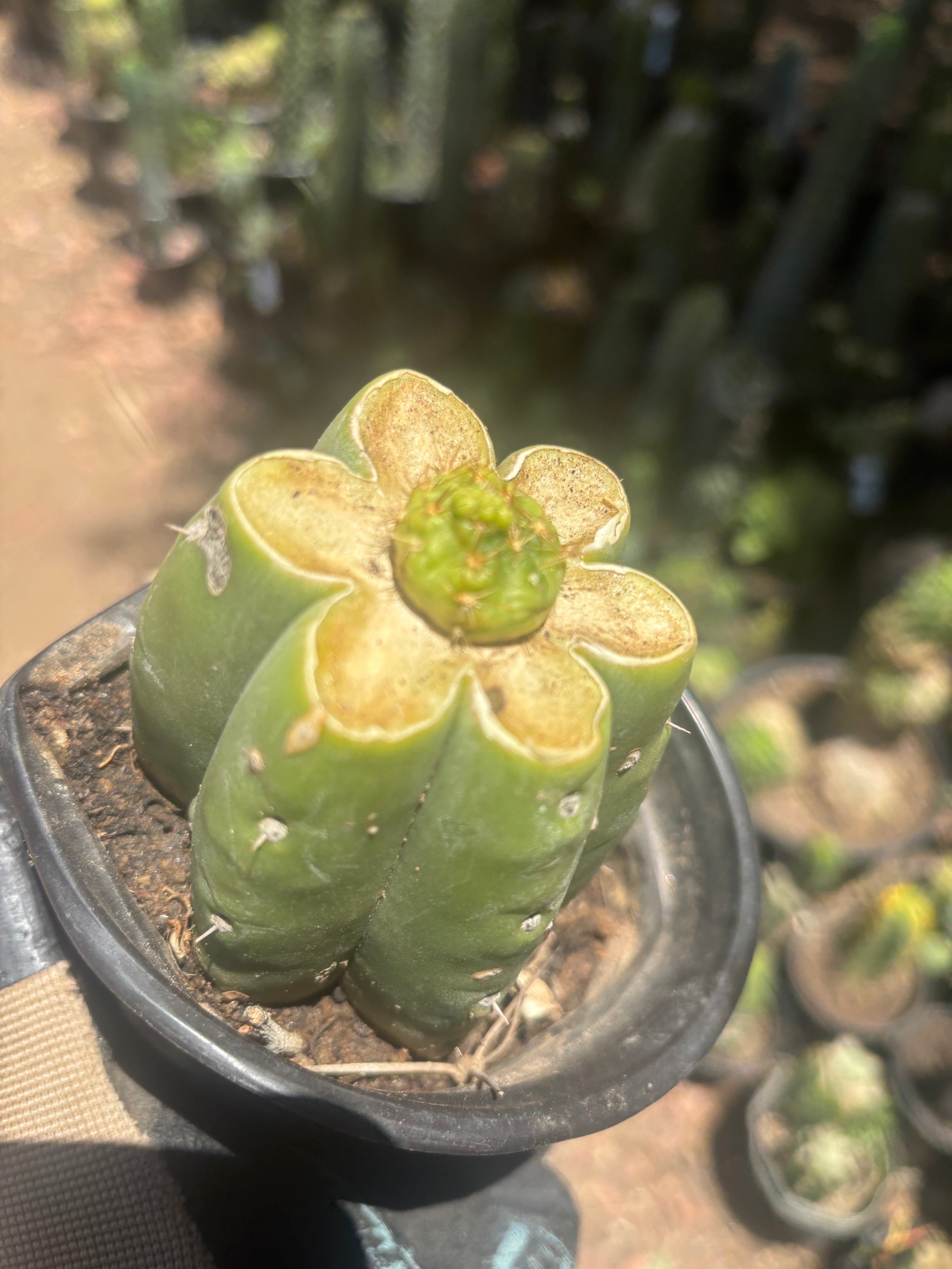 👑 Hulk’s Balls — Graft On Rooted PC