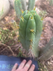 Custom Listing for J. O’Malley