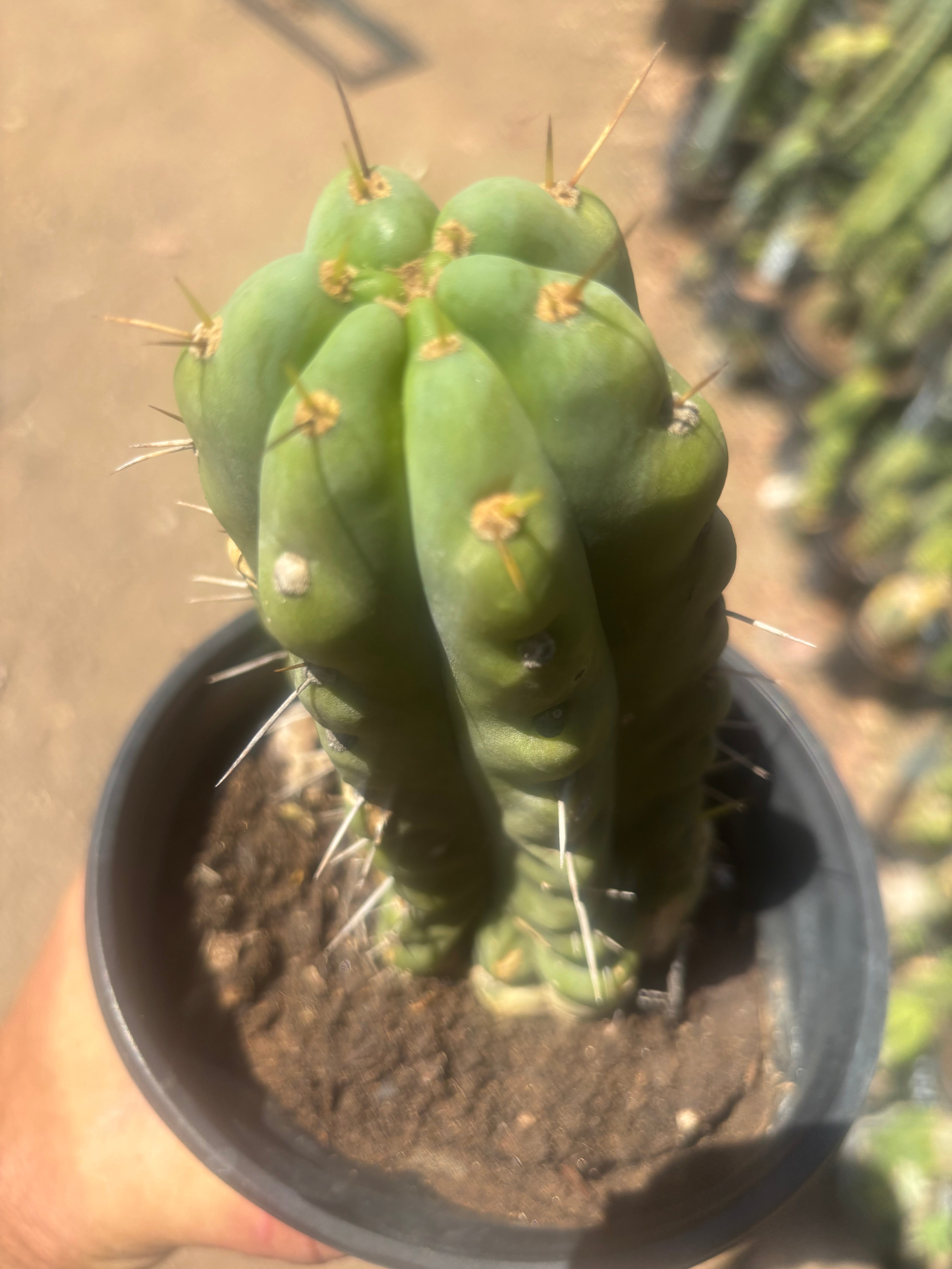 💎💎🌶️🌶️ NOM — Rooted 8” Pup