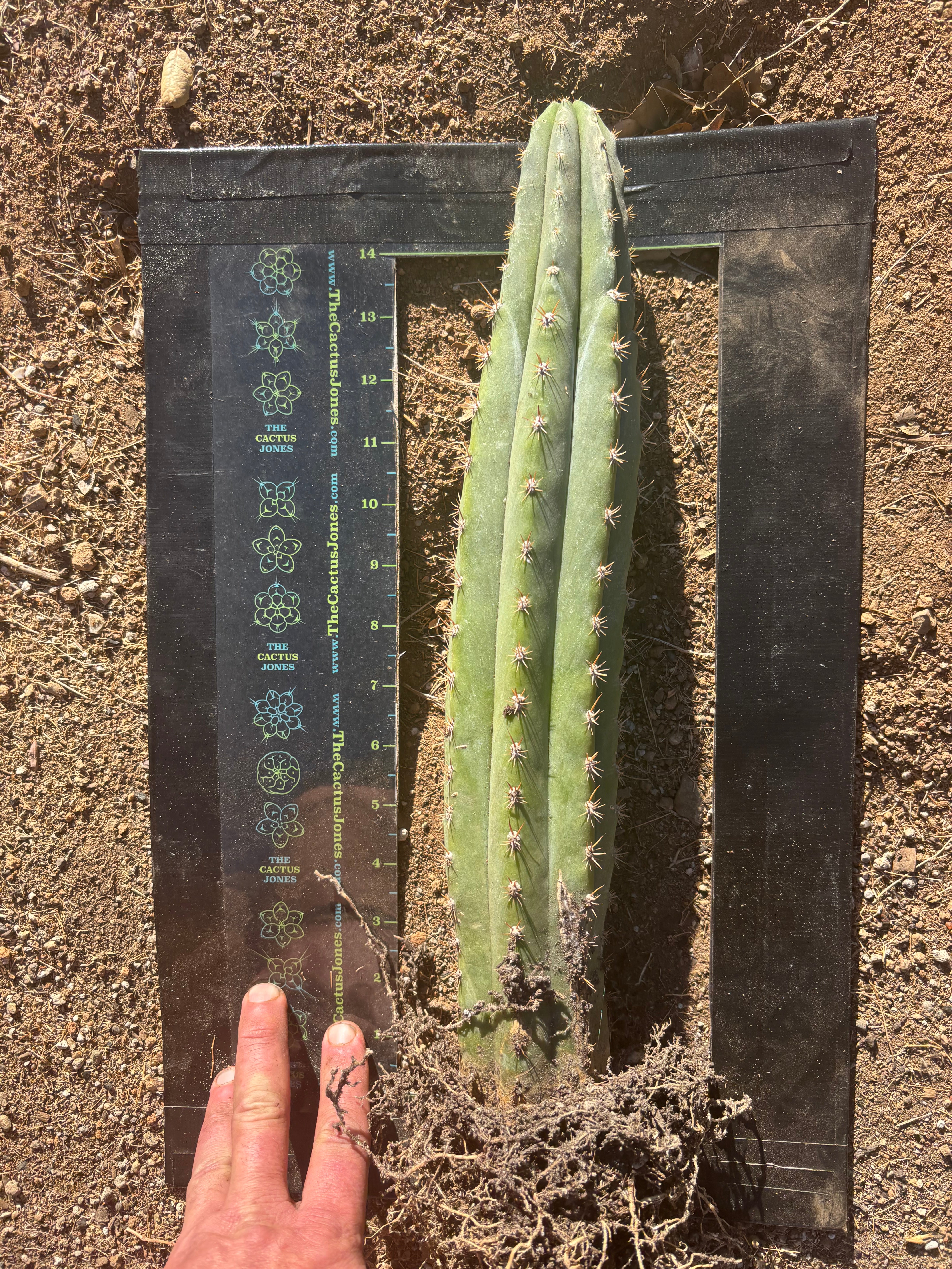 🌶️ Tipz x Super Pedro - Fully Rooted 16”