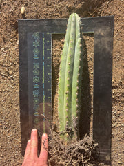 🌶️ Tipz x Super Pedro - Fully Rooted 16”