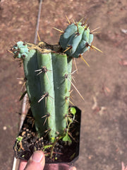 🌶️ Psycho0’ x OTB — Rooted Mid with Pups