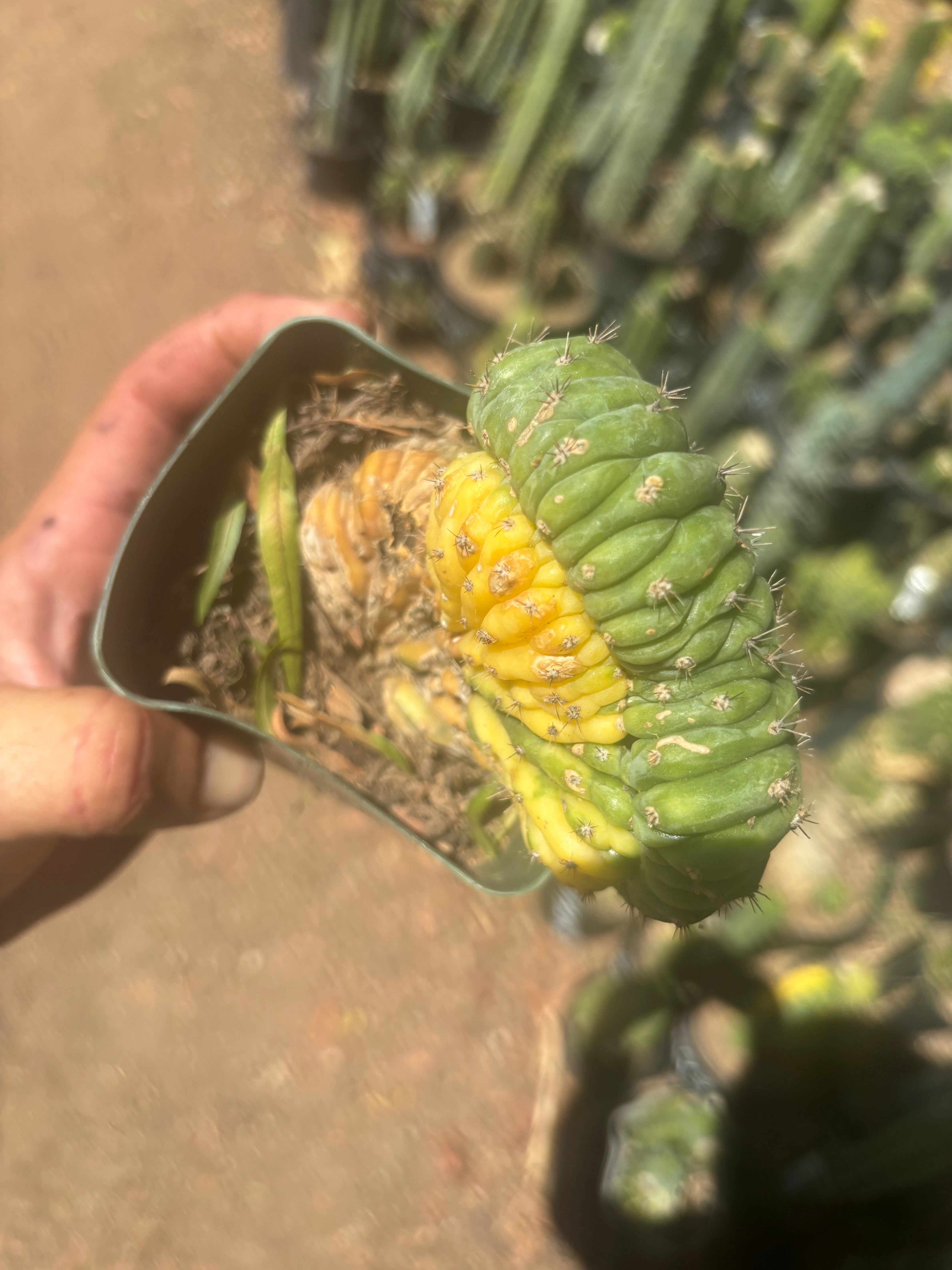 💎🔰💎 TPMCV — Color Split Crest w/ Roots