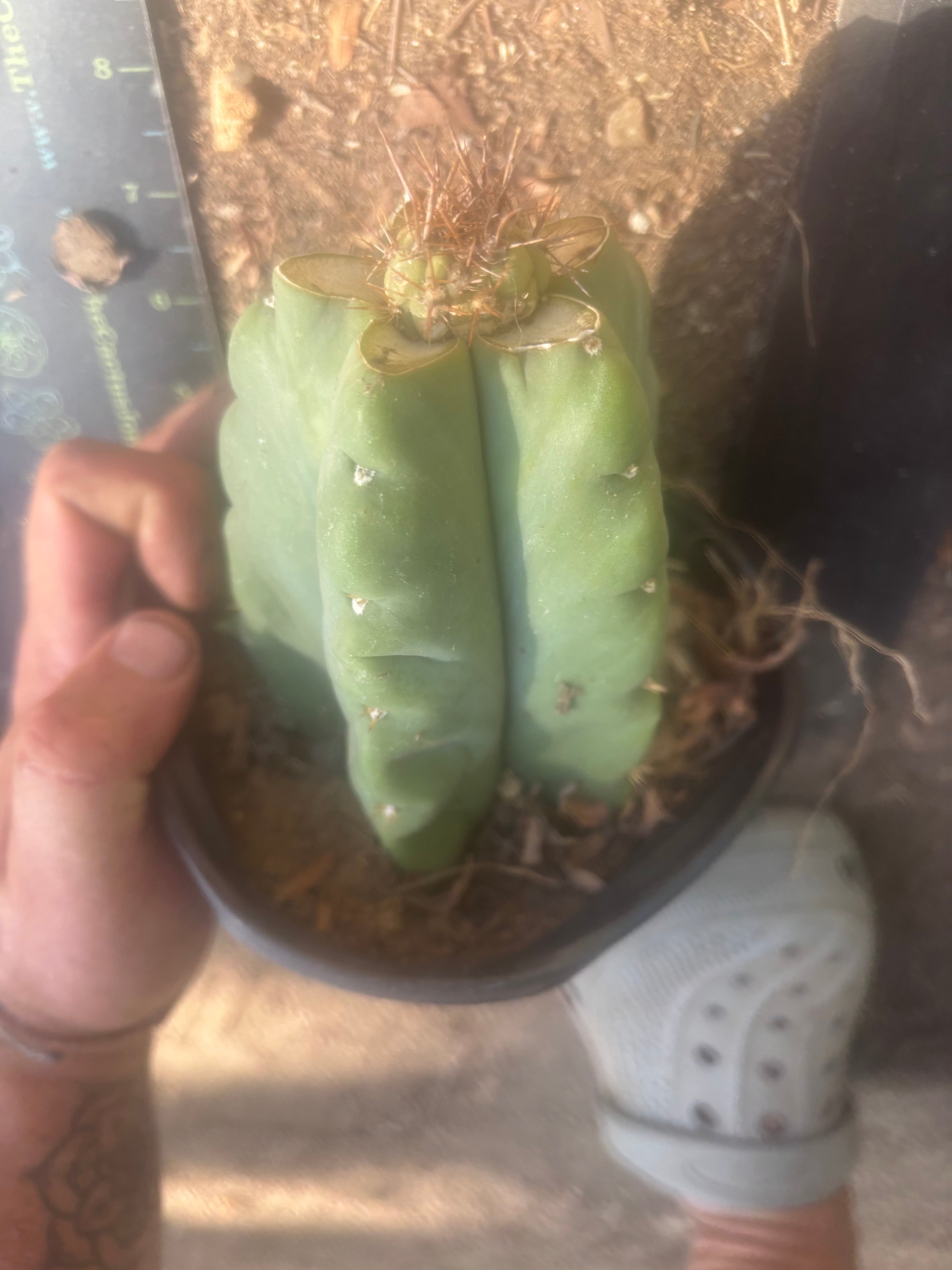 💎👑💎 T. Coquimbanus — Pup Graft on Rooted Scop
