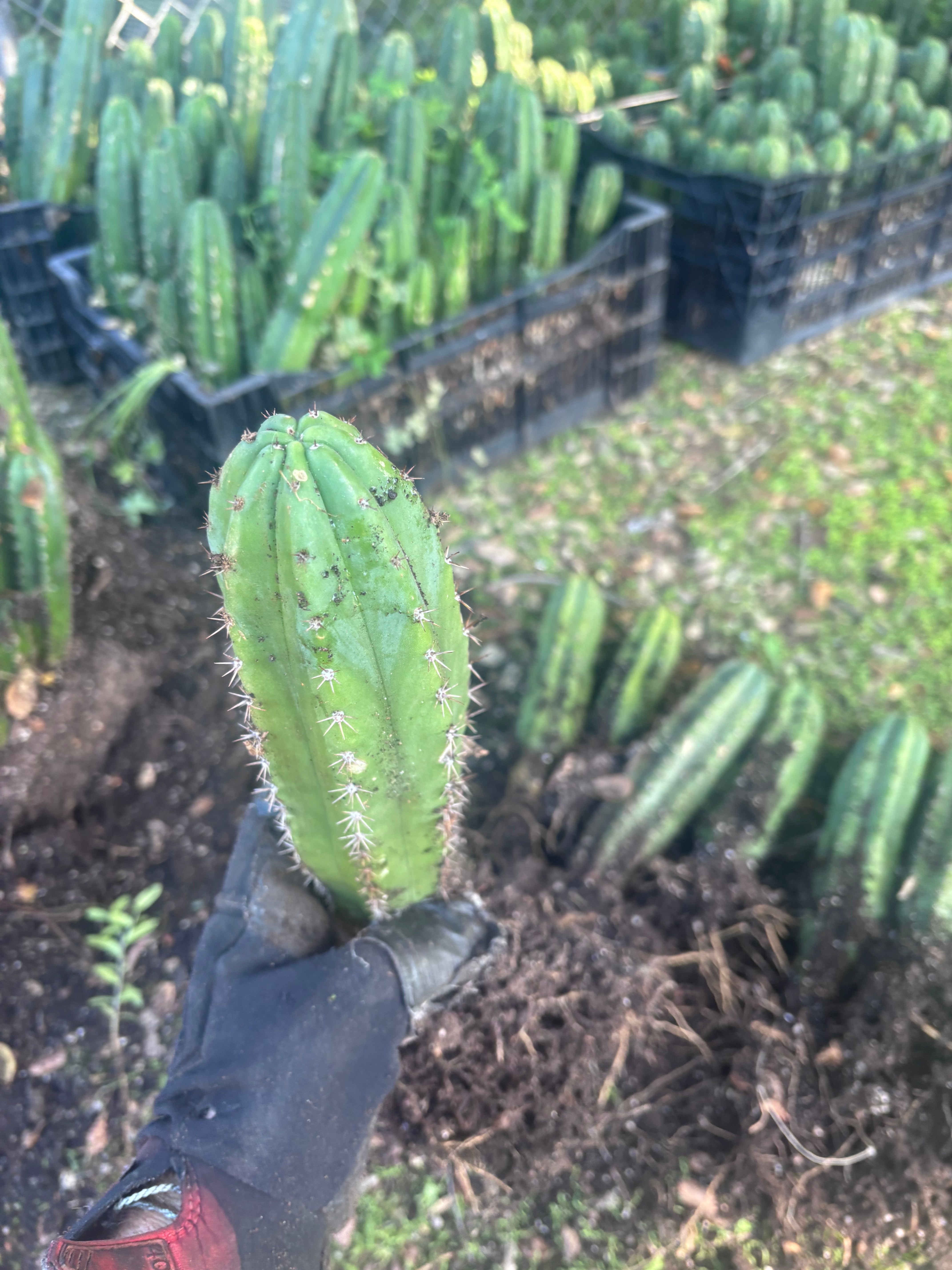 🎁🌶️ NEW Add On Freebie! — DeCosta x Bob, Large Yearlings