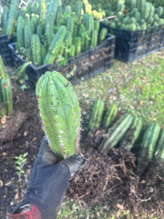 🎁🌶️ NEW Add On Freebie! — DeCosta x Bob, Large Yearlings