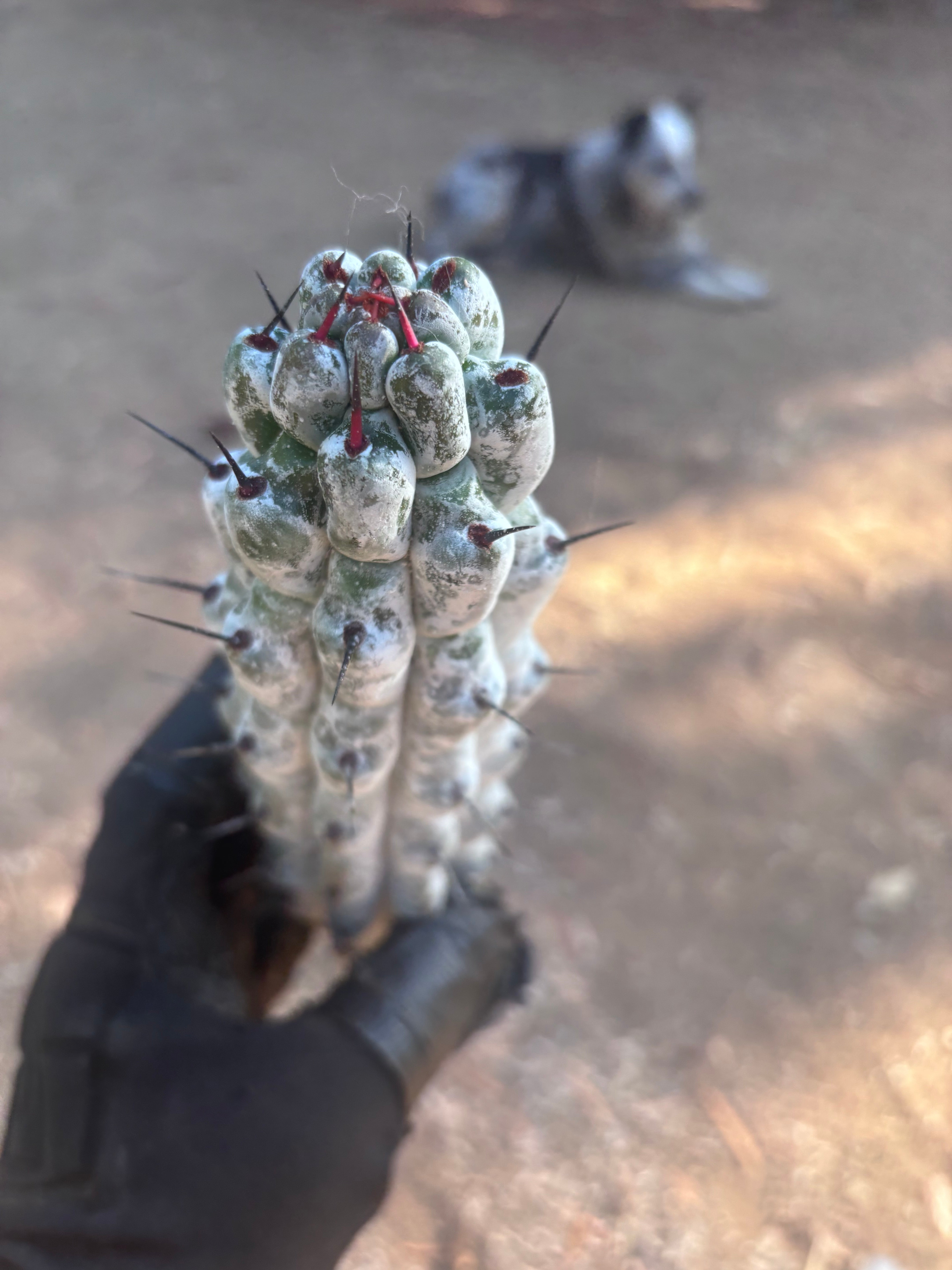 Stenocereus Beneckei — 10” Pup