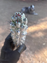 Stenocereus Beneckei — 10” Pup