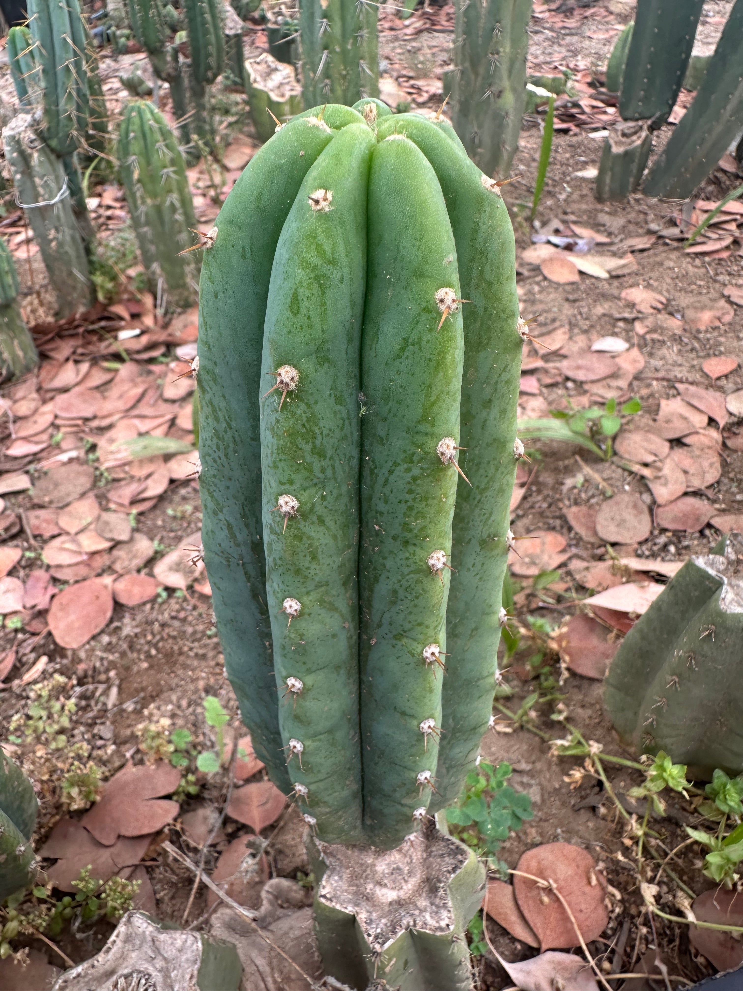 👑🌶️🌶️ Landfill — 10” Pup