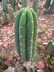 👑🌶️🌶️ Landfill — 10” Pup