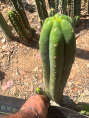 👑🌶️🌶️ Ogun — 14” Tip