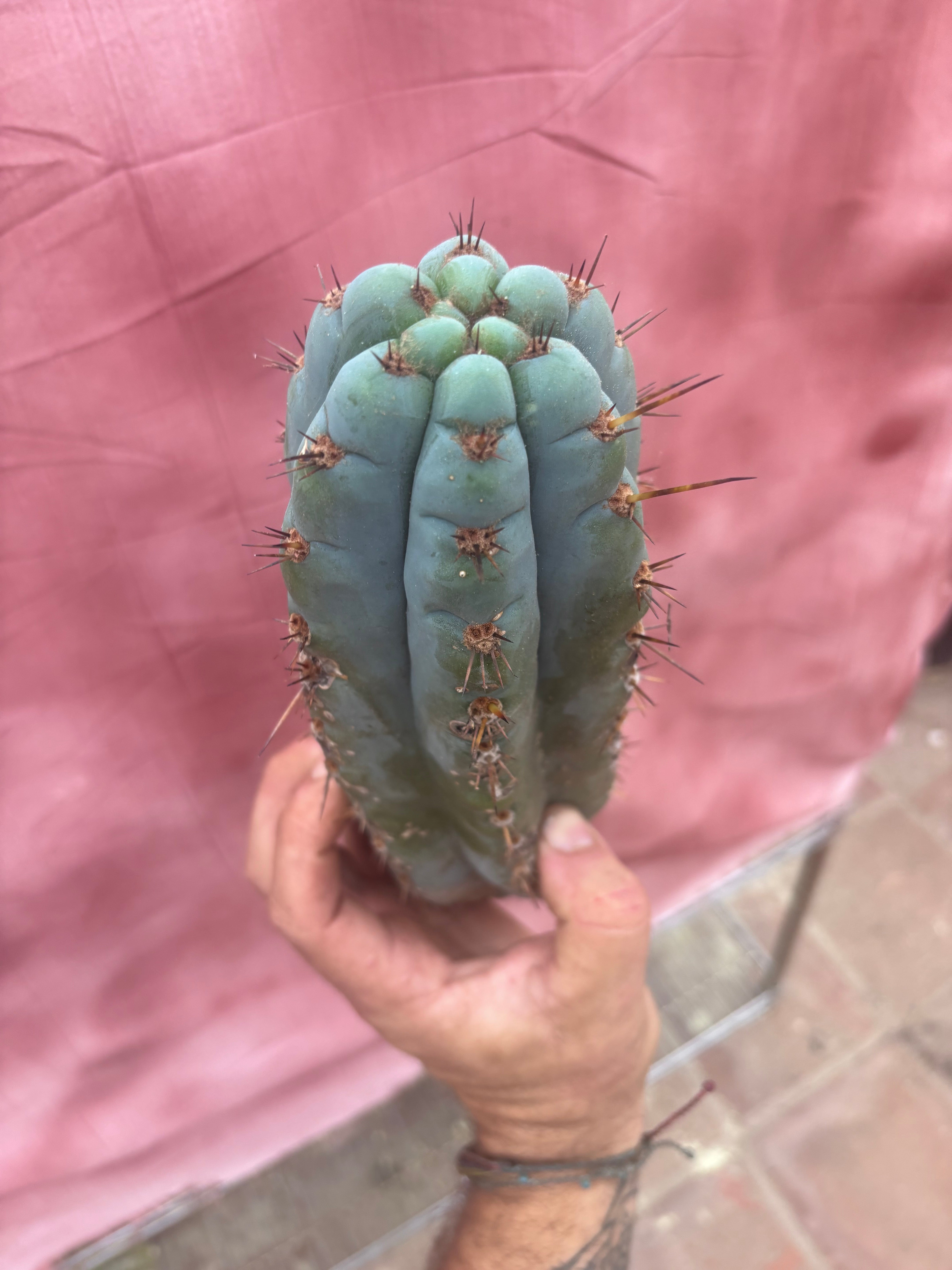 💎👑💎 Papa Smurf — 11” Pup