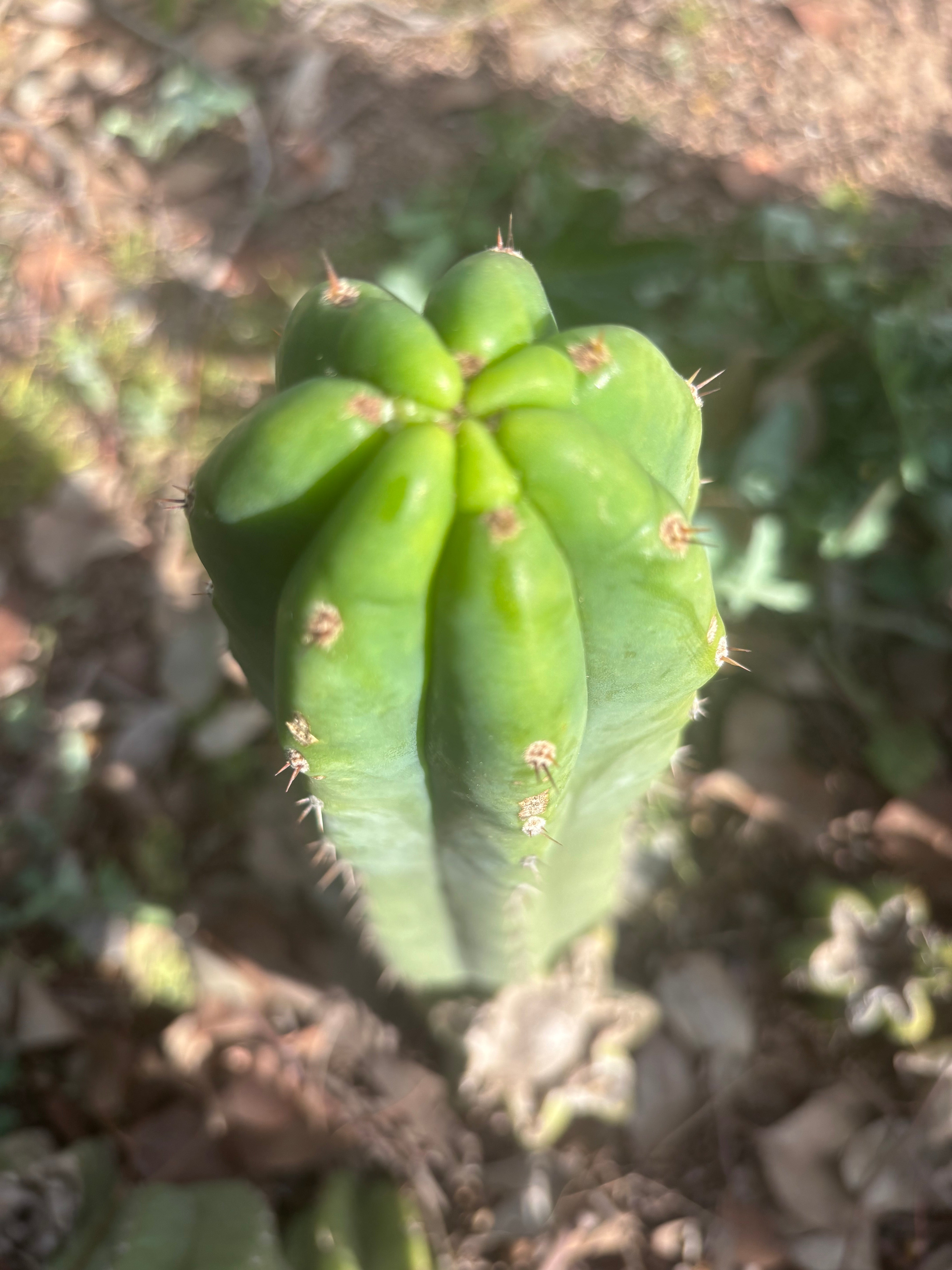 👑🌶️🌶️ Landfill — 10” Pup