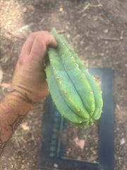 👑🌶️🌶️ Landfill — 11” Tip