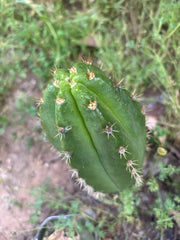 💎👑💎🌶️ CareBear — 5” Grenade