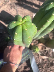 👑🌶️ DaFuq —  13” Pup