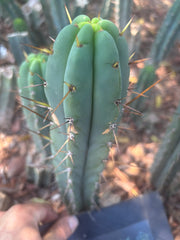 👑🌶️🌶️ Pala — 9” Tip