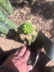 💎👑💎 Havran Preorder!