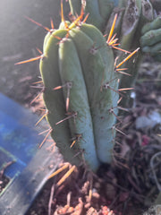 👑🌶️🌶️ Pala! — The Mid Week Pup