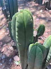 👑💎 Aussie Scop — Chonky 11” Tip