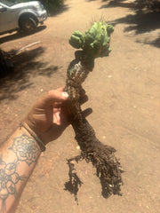 💎👑💎 Havran — Established Multi-Pup Graft on Spachianus