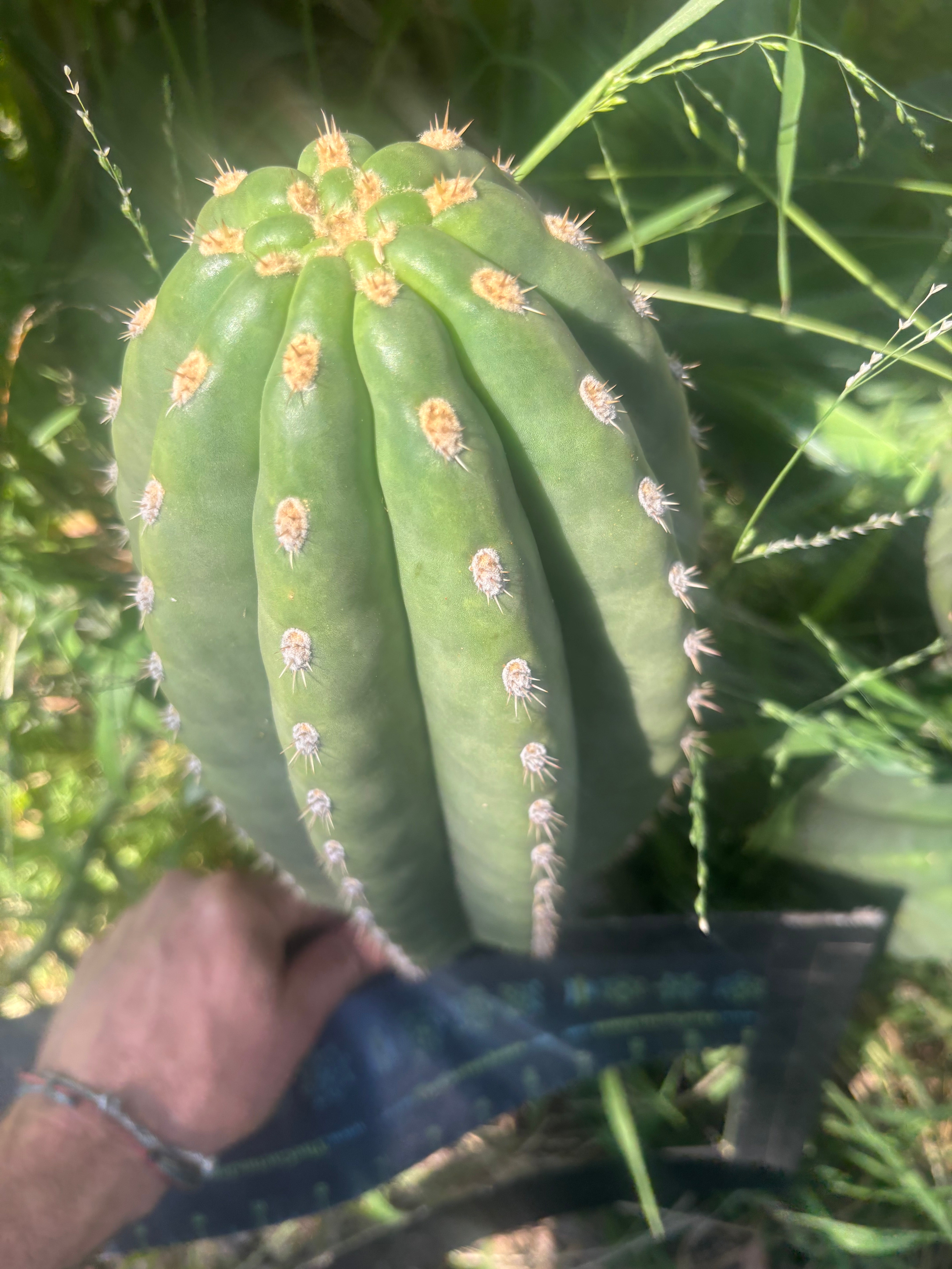💎👑💎 SASS — Massive 13” Melon