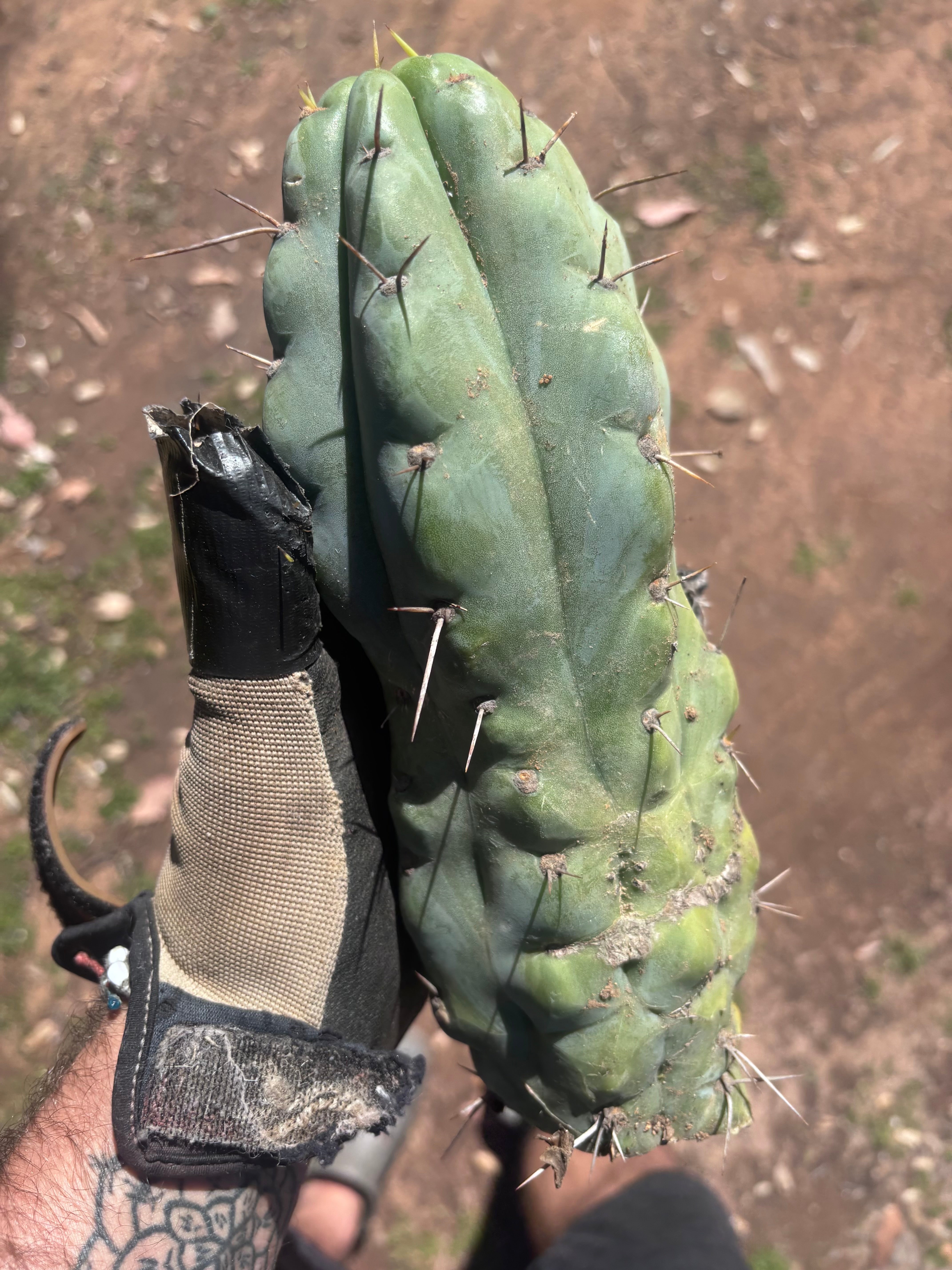 💎🌶️🌶️ NOM — Beefy 10” Tip