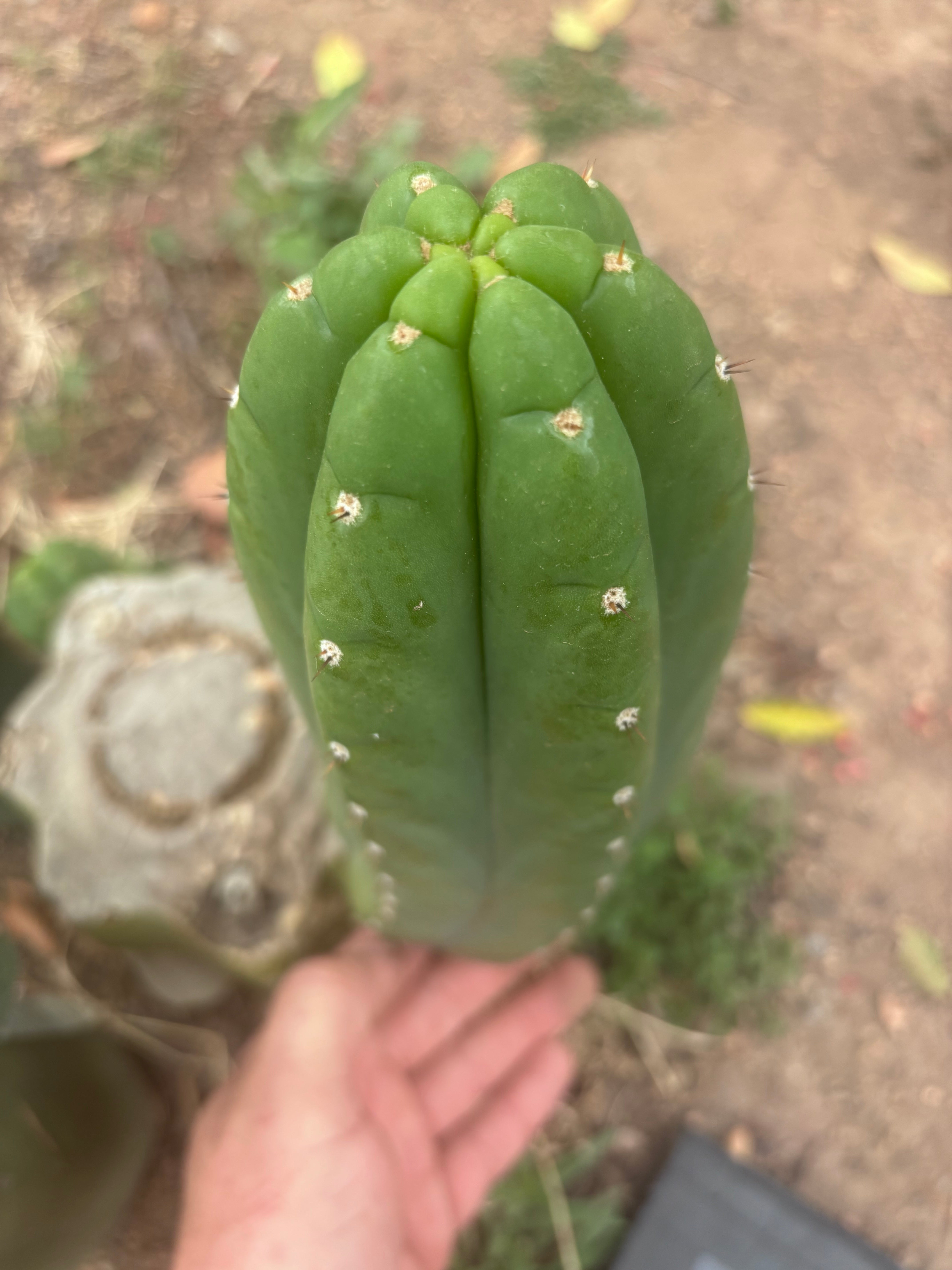 👑🌶️ Yogi — Fat 10” Pup