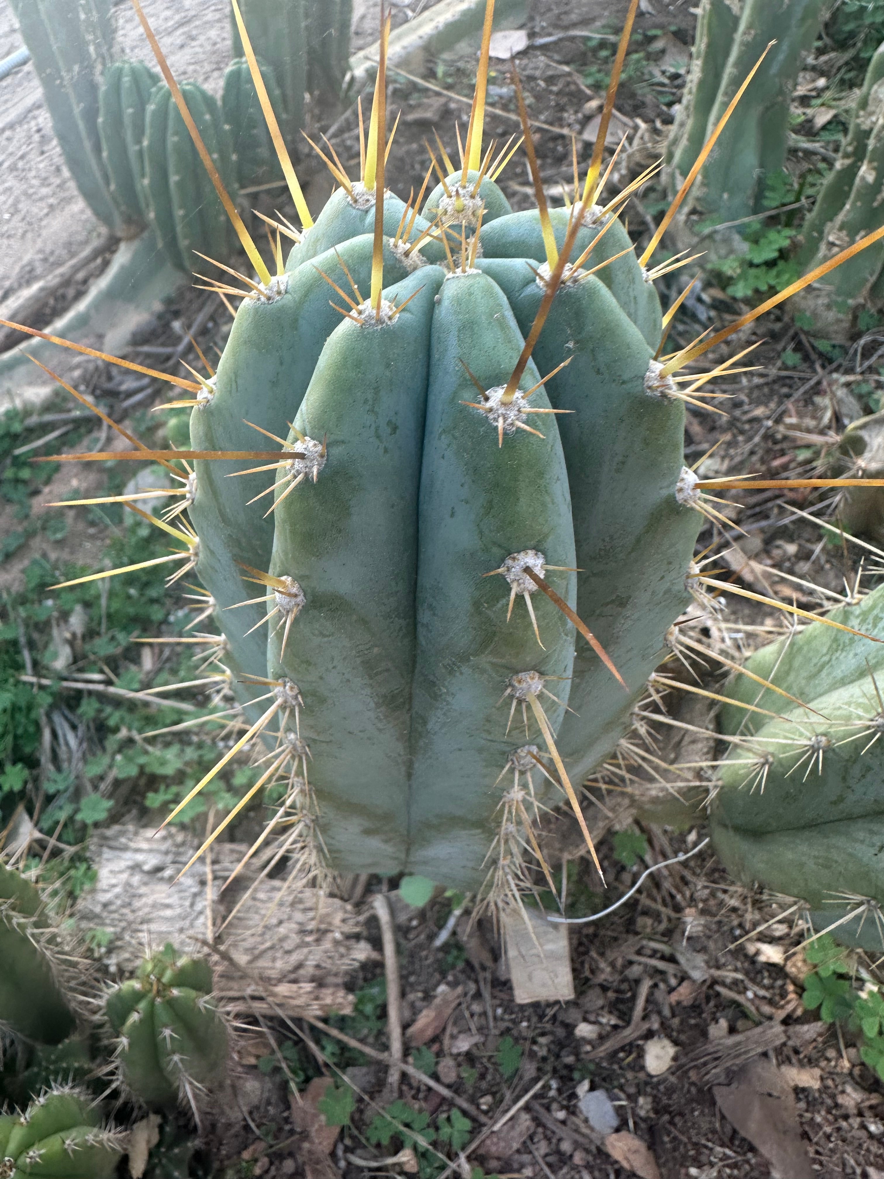 👑💎 Rimac — Fat 9” Pup